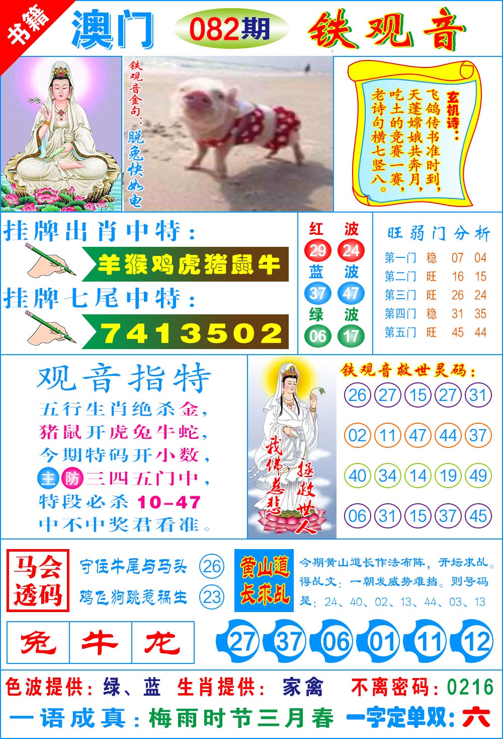 082期澳门铁观音[图]